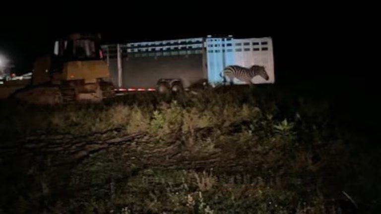 As Search for Ed the Zebra Continues, Community Steps Up to Help