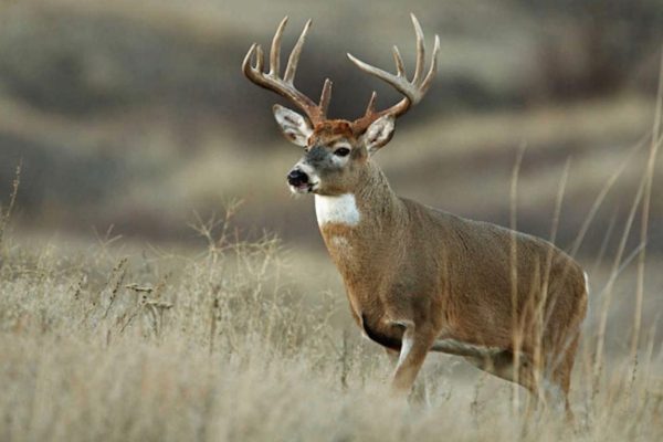 Hemorrhagic disease confirmed in Tennessee deer