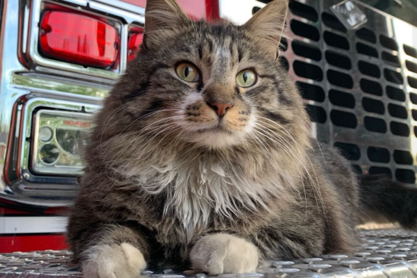 Firefighters search for missing station cat Herman Clark